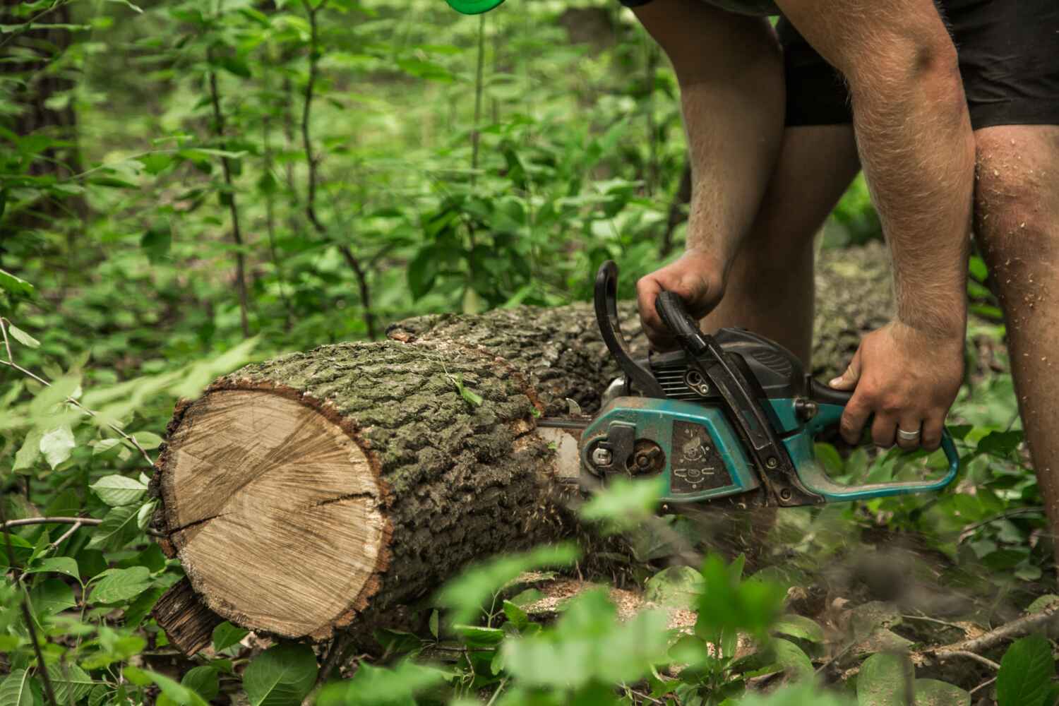 White Hall, WV Tree Service Company